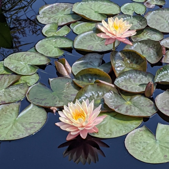 Meet your Posher, Kirsten - Picture 1 of 1